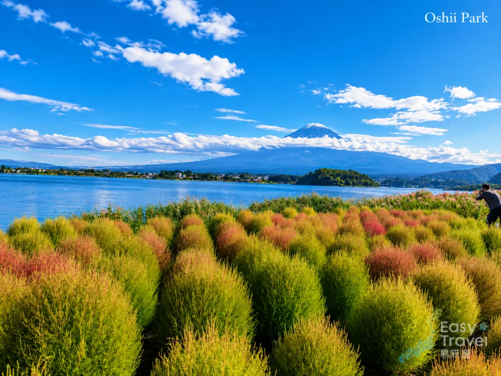 Oishi Park with Mount Fuji view at Lake Kawaguchiko