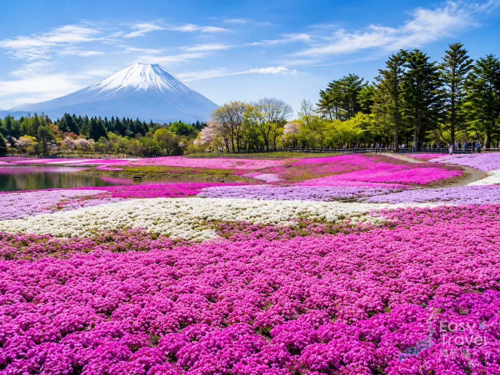 Fuji Shibazakura Festival