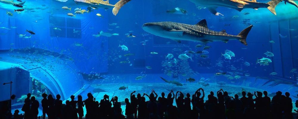 Okinawa Travel Info